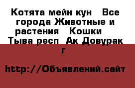 Котята мейн кун - Все города Животные и растения » Кошки   . Тыва респ.,Ак-Довурак г.